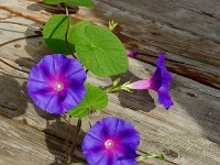 63524CrLeEn - Morning Glory on the side-step   Each New Day A Miracle  [  Understanding the Bible   |   Poetry   |   Story  ]- by Pete Rhebergen